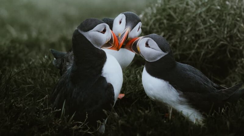 Inês Preto, @minespreto, Best of the Week at #nomadict -9