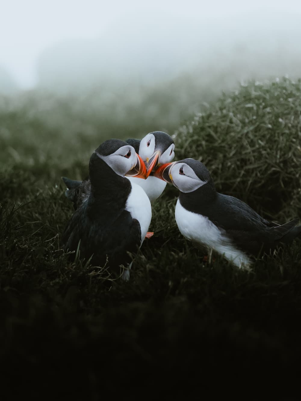 Inês Preto, @minespreto, Best of the Week at #nomadict -9