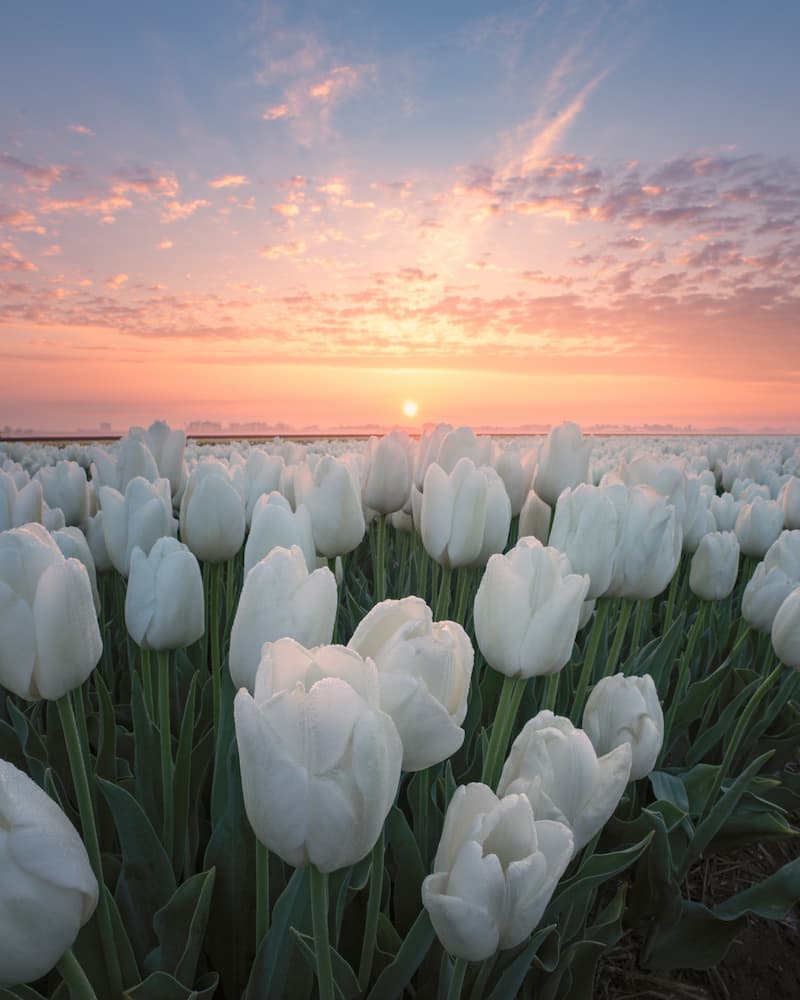 Nick de Jonge @nick_skeyes_11