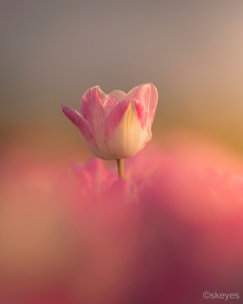 Nick de Jonge @nick_skeyes_14