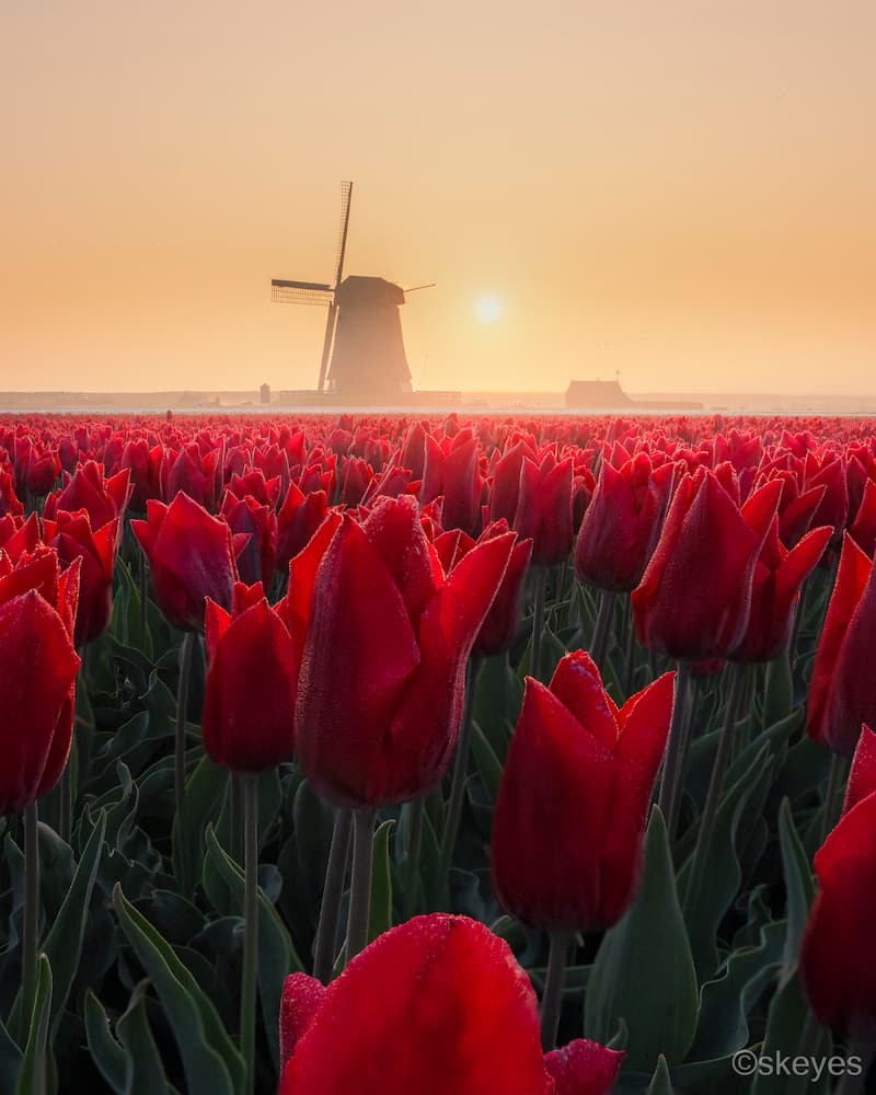 Nick de Jonge @nick_skeyes_3