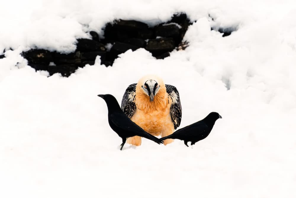 Nomadict+Yhabril@yhabril 00002