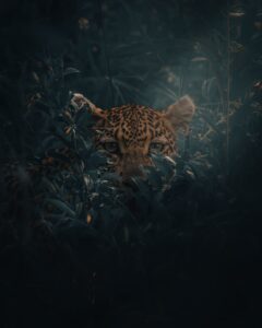 @andyswildlife_Best of the Week_Nomadict