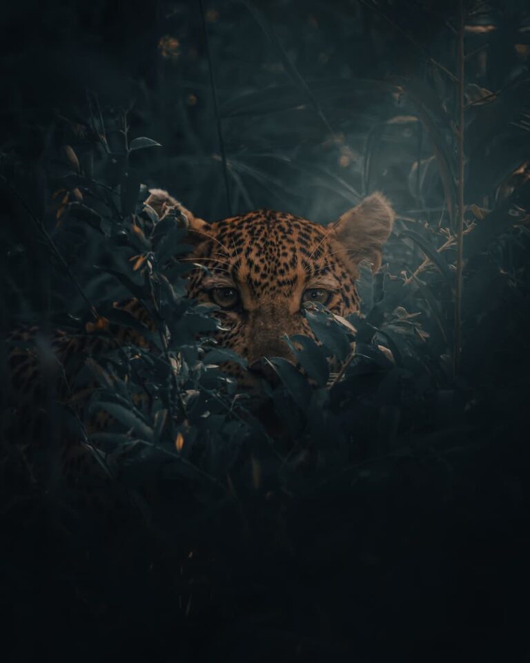 @andyswildlife_Best of the Week_Nomadict