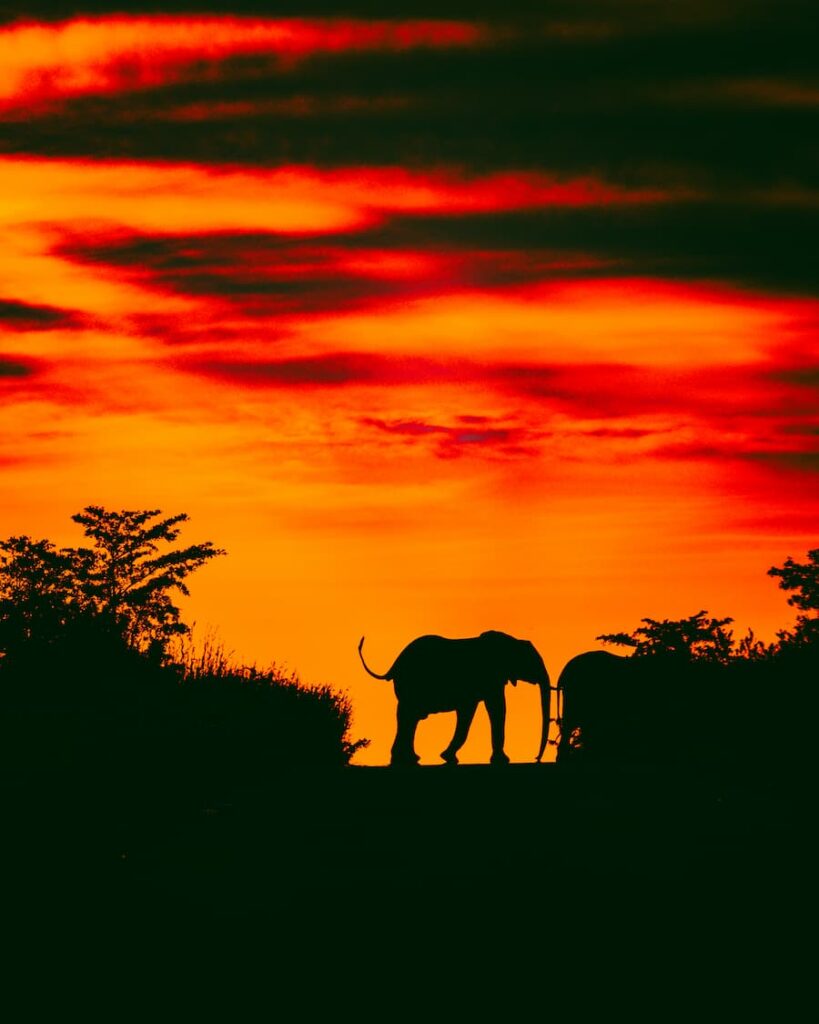 @andyswildlife_Nomadict_10