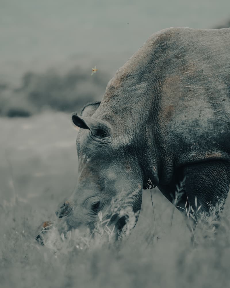 @andyswildlife_Nomadict_2