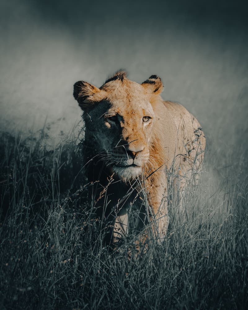 @andyswildlife_Nomadict_3