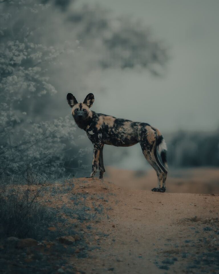 @andyswildlife_Nomadict_5