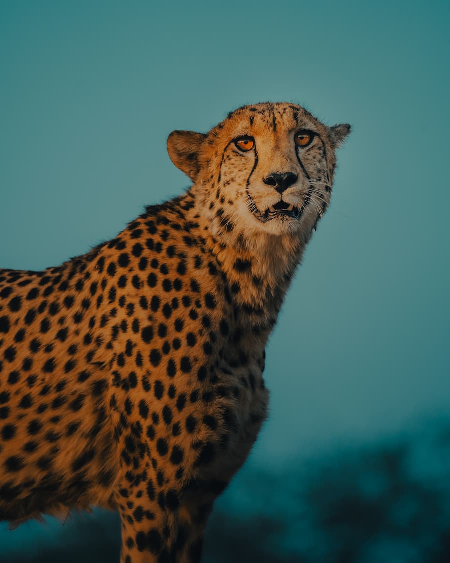 @andyswildlife_Nomadict_8