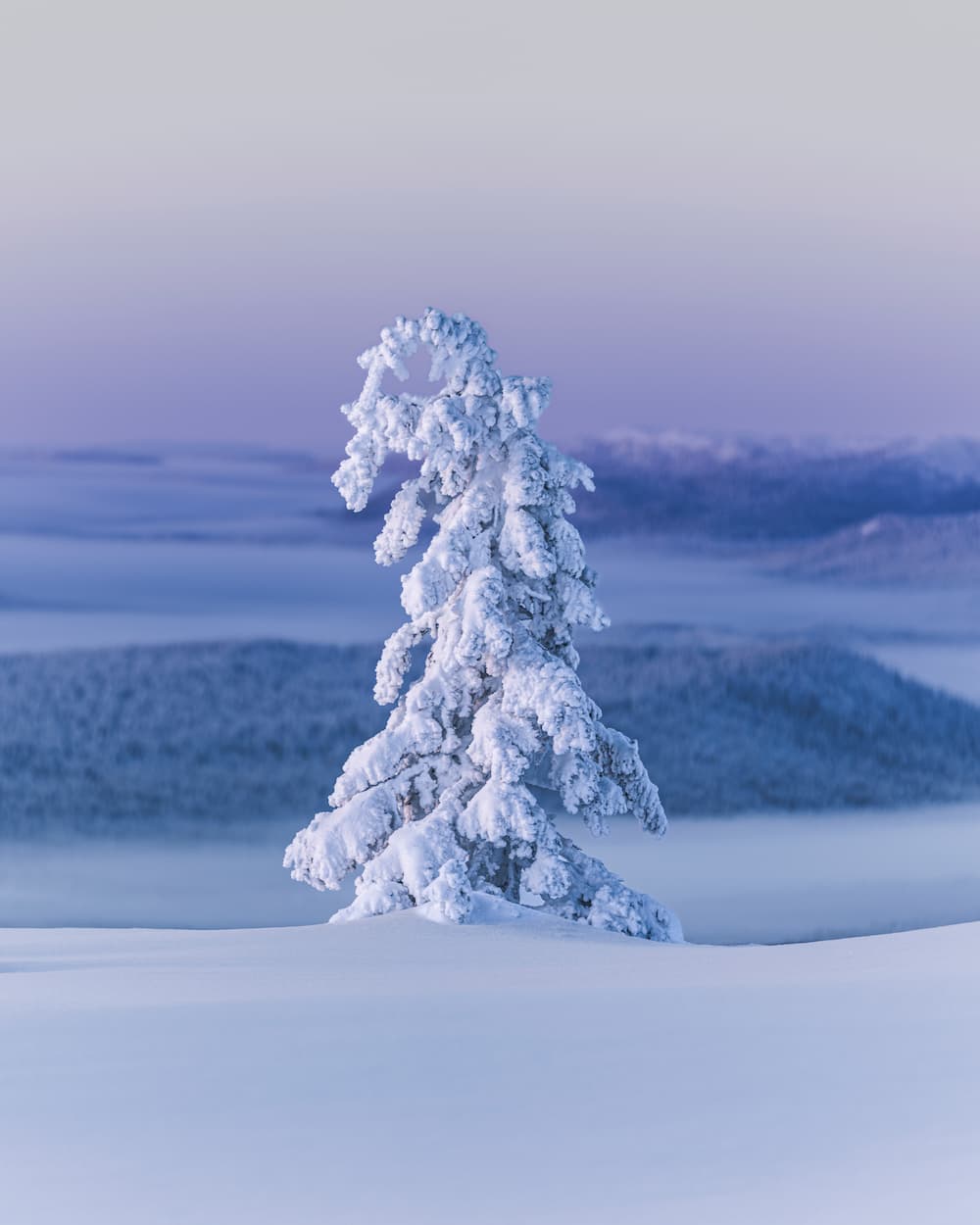 @pic_nolte_photography - Lonely Tree Best of the Week 6