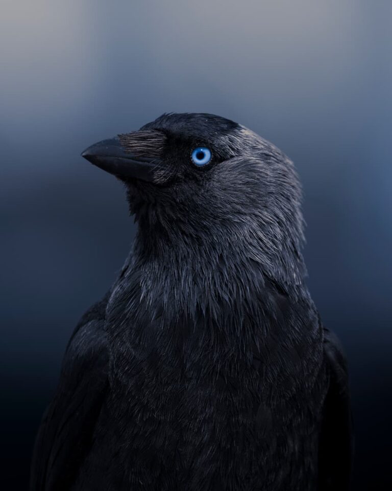 @pic_nolte_photography - Nomadict Article 4 Jackdaw