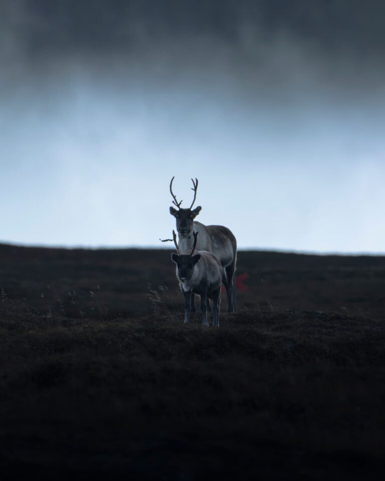 @pic_nolte_photography - Nomadict Article 5 Reindeer
