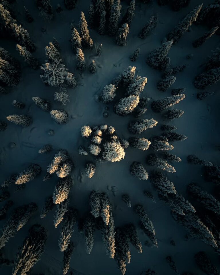 @pic_nolte_photography - Nomadict Article 6 Winter Forrest
