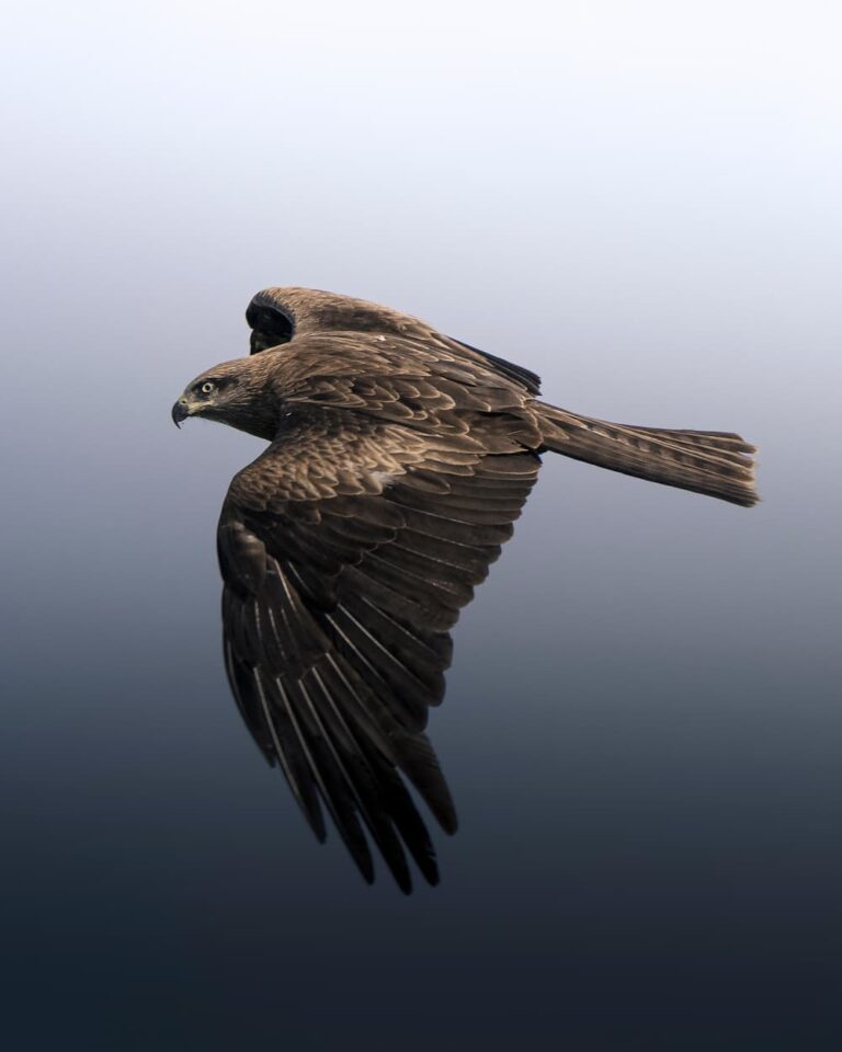 @pic_nolte_photography - Nomadict Article BlackKite