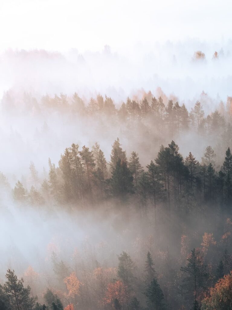 @pic_nolte_photography - Nomadict Article Forest Aerial view 2