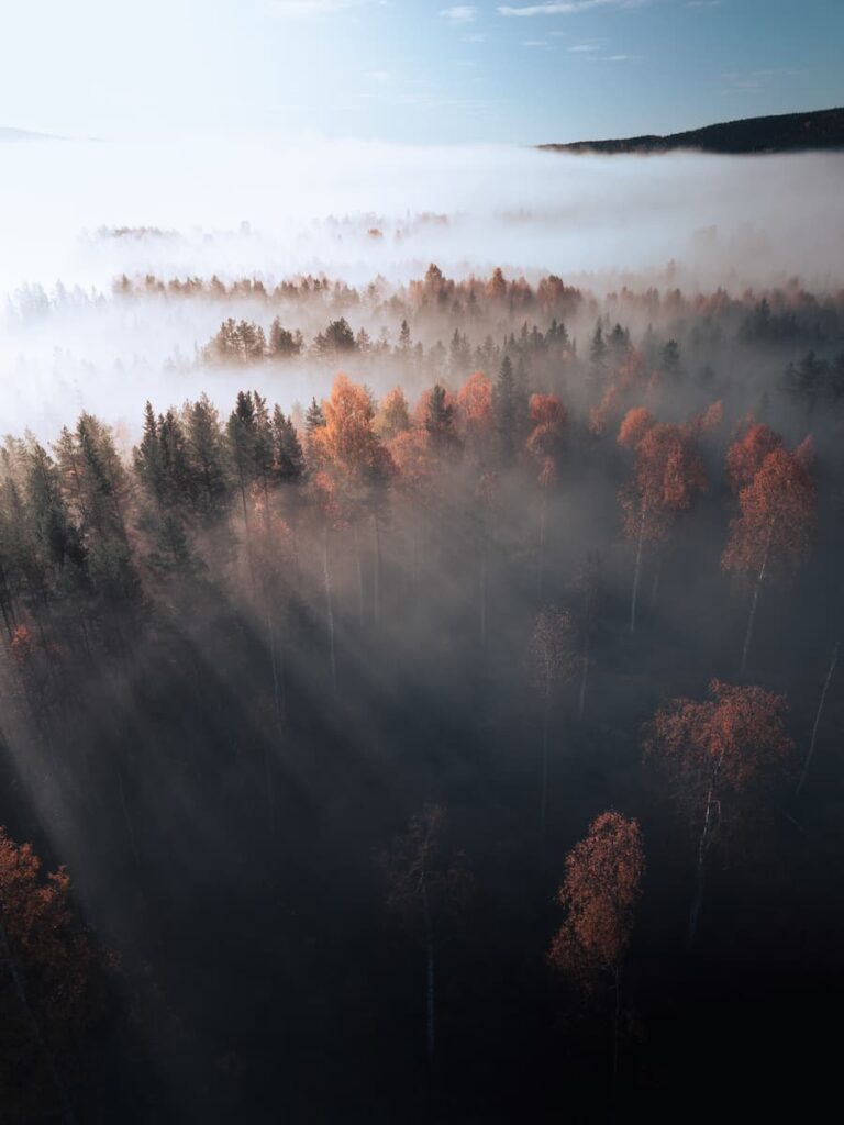 @pic_nolte_photography - Nomadict Article Forest aerial view