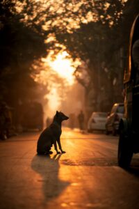 After - hazy golden morning