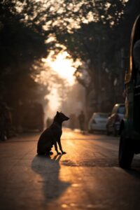 Before - hazy golden morning