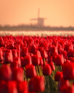 @robin.dxll_Tulip_fields_Winning Photo