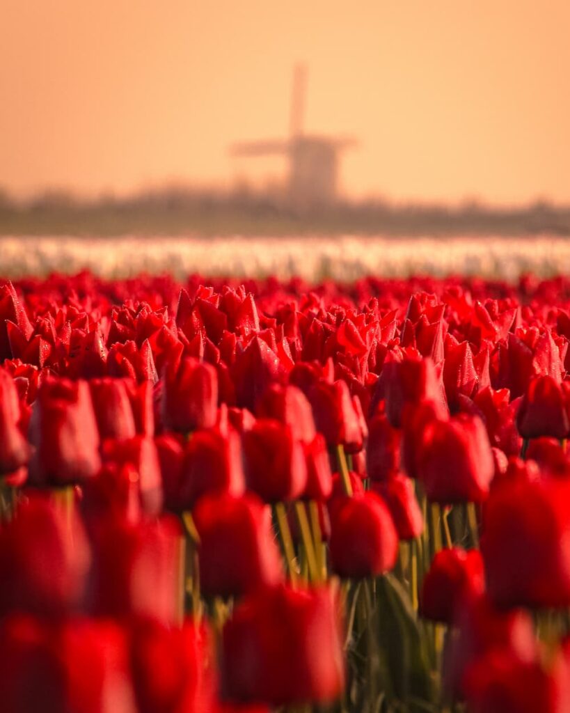 @robin.dxll_Tulip_fields_Winning Photo